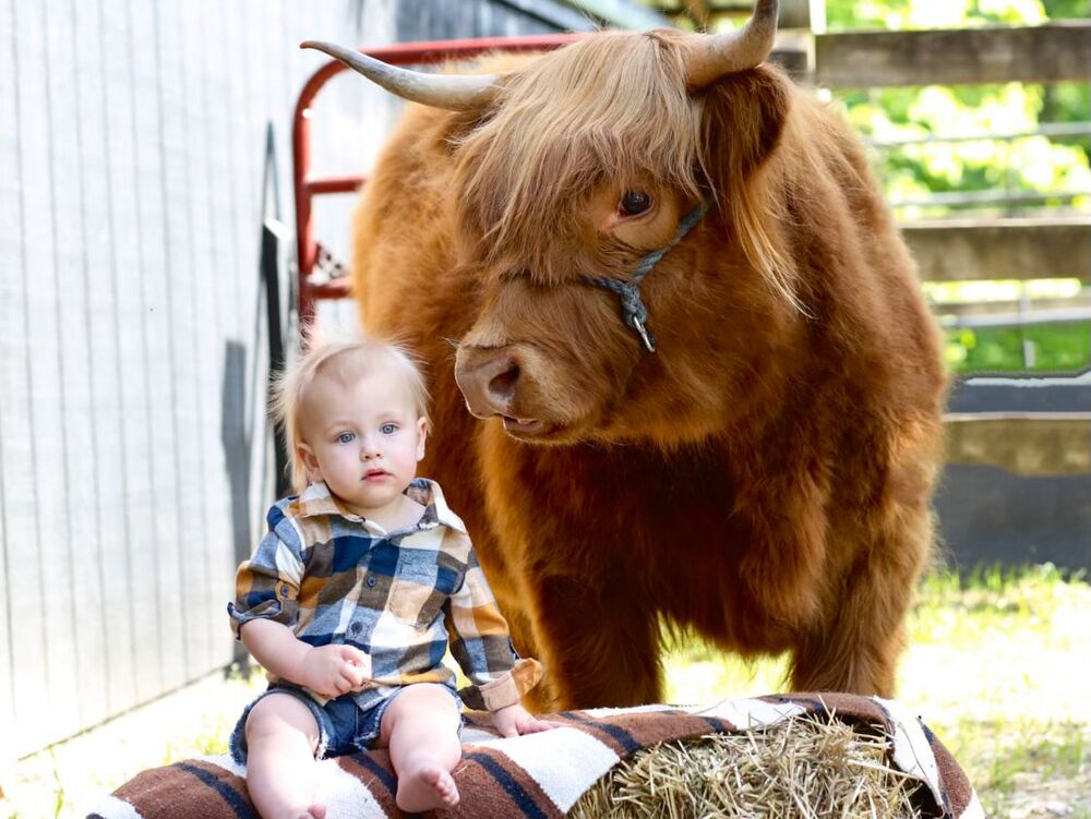 A toddler sitting beside a gentle Highland cow on the farm