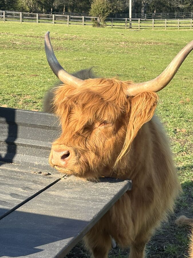 A red Highland cow resting its chin on a picnic table at the farm