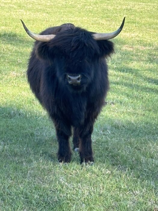 A black Highland cow with long horns standing in a green pasture