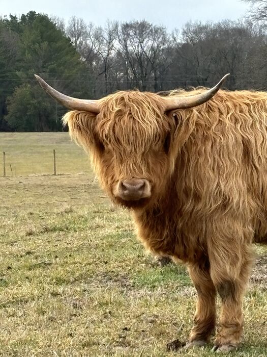 A shaggy red Highland cow in a spring pasture