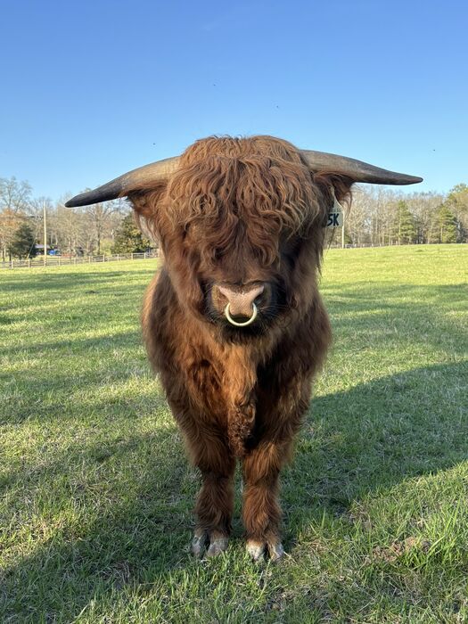 A young Highland bull looking straight at the camera