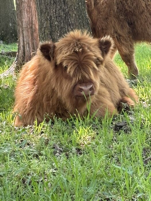 A Highland calf lying in the grass beside its mother