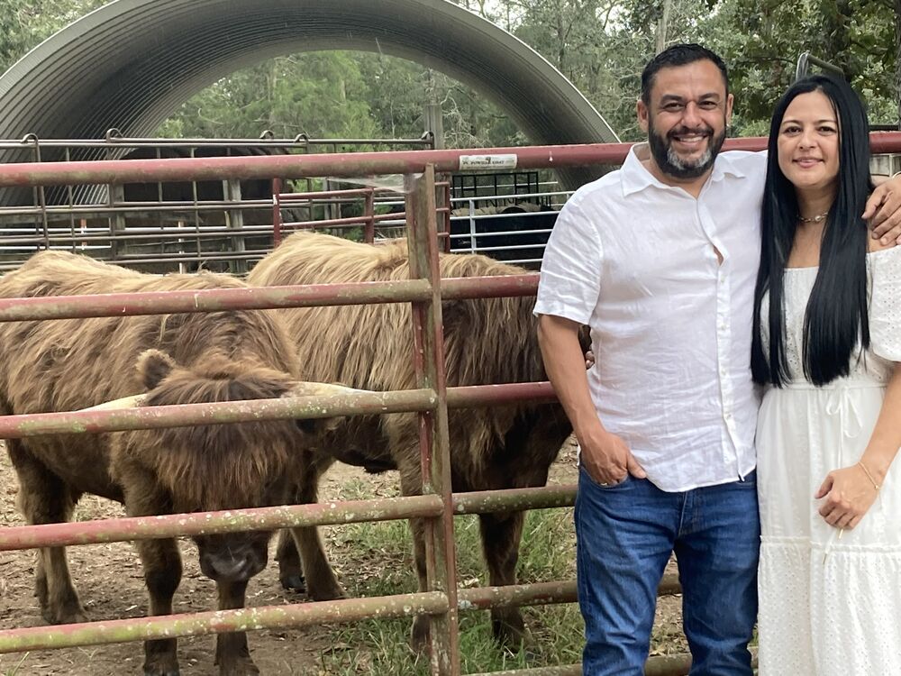 A couple posing for photos at the pen with Highland cattle behind them